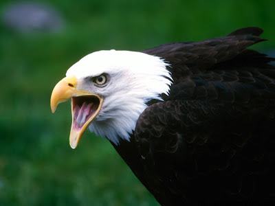 Eagle animals download free wallpapers for desktop