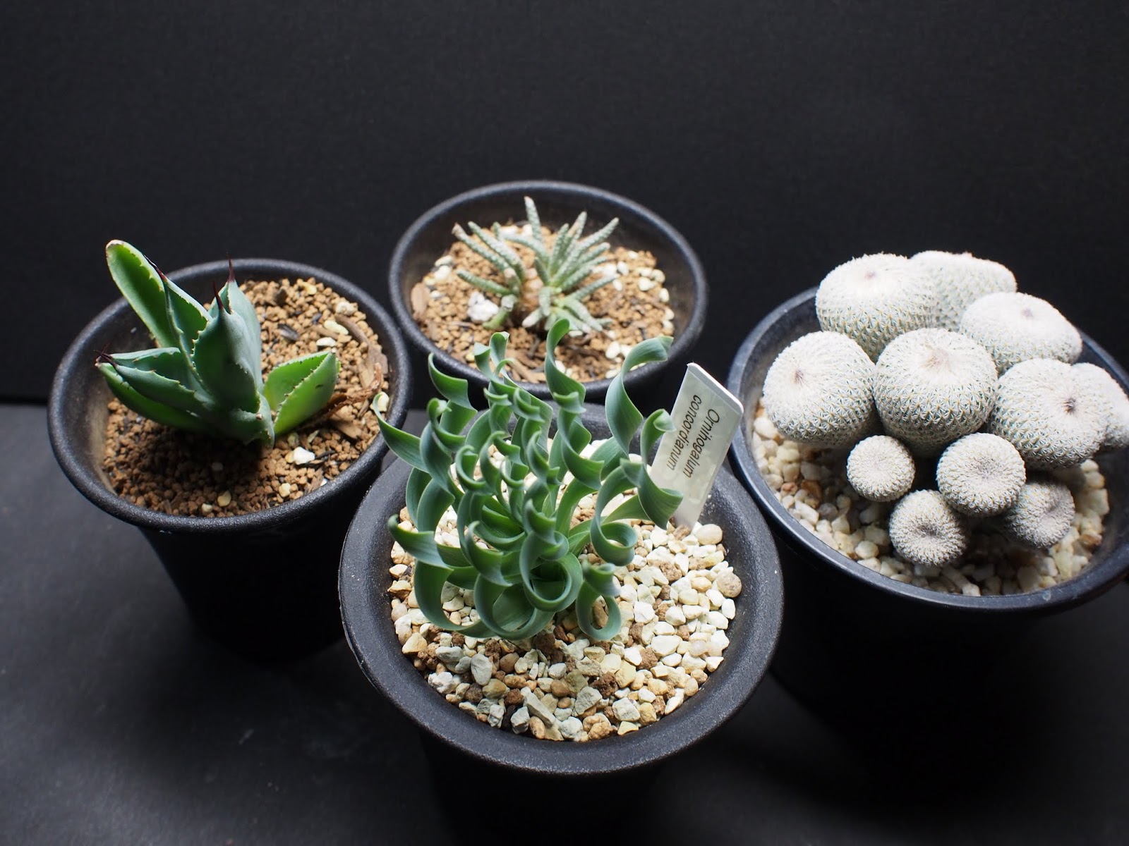 Rouka Succulents Note ビッグバザール13秋