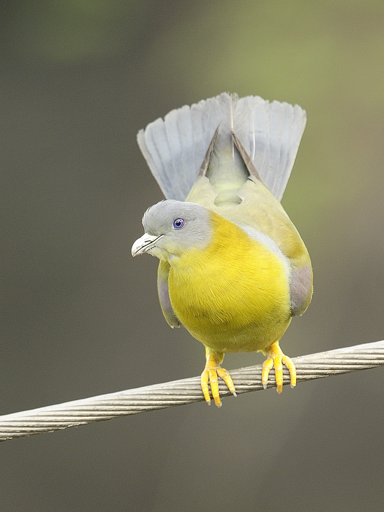 Yellow Footed Green Pigeon