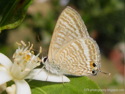 Pea Blue Butterfly