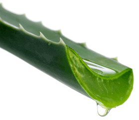 Aloe Vera For Natural Hair Care Uses Benefits