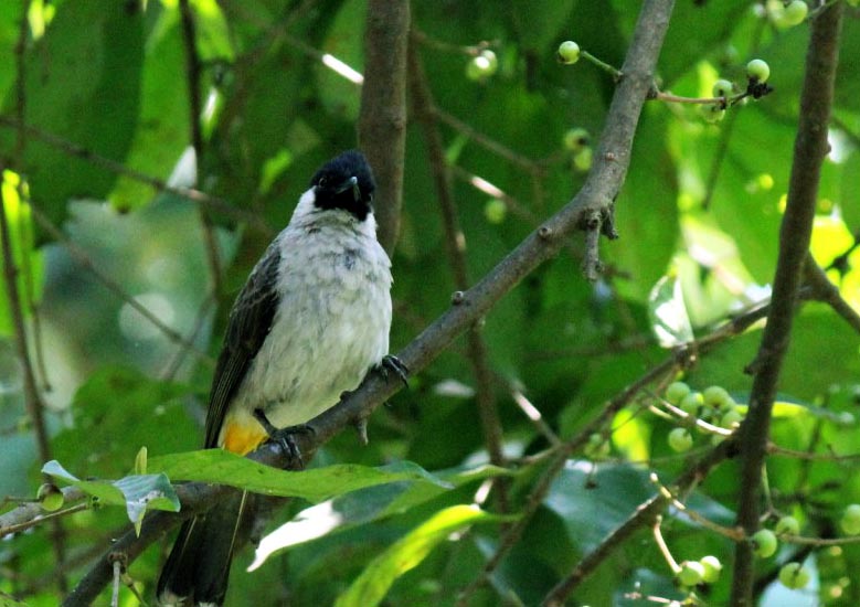  Gambar Burung Bertengger Di Pohon 