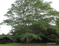 Ficus glabrata - Ho'omaluhia Botanical Garden, Kaneohe, HI