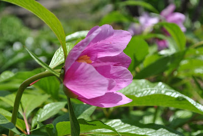 Пион Мерей (Paeonia mairei) 06.05.2013