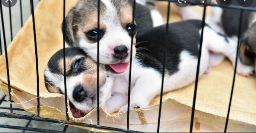 The definition, types, history, & facts of Craigslist pets