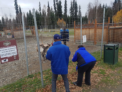 mom and dad taking photos of reindeer