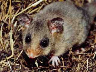 Mountain Pygmy Possum (Burramys parvus)|Data 7 Hewan Langka Yang Hampir Punah