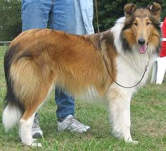 Rough Collie