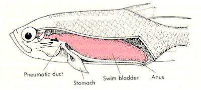 swim bladder disease