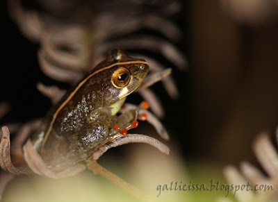 Labugama Shrub Frog