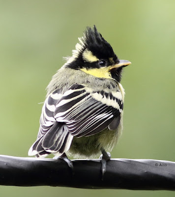 Indian Yellow Tit   - juvenile