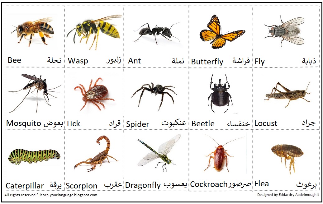 A0371eabfe62 علم كلما انجليزي Vegetables Vocabulary معاني الخضروا