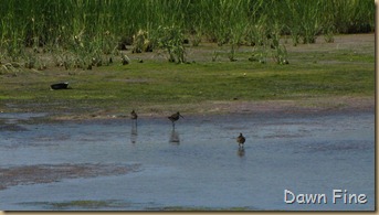 south beach birding_088