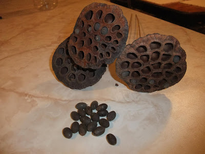 asian lotus seeds, seed pods, michaels, crafts store