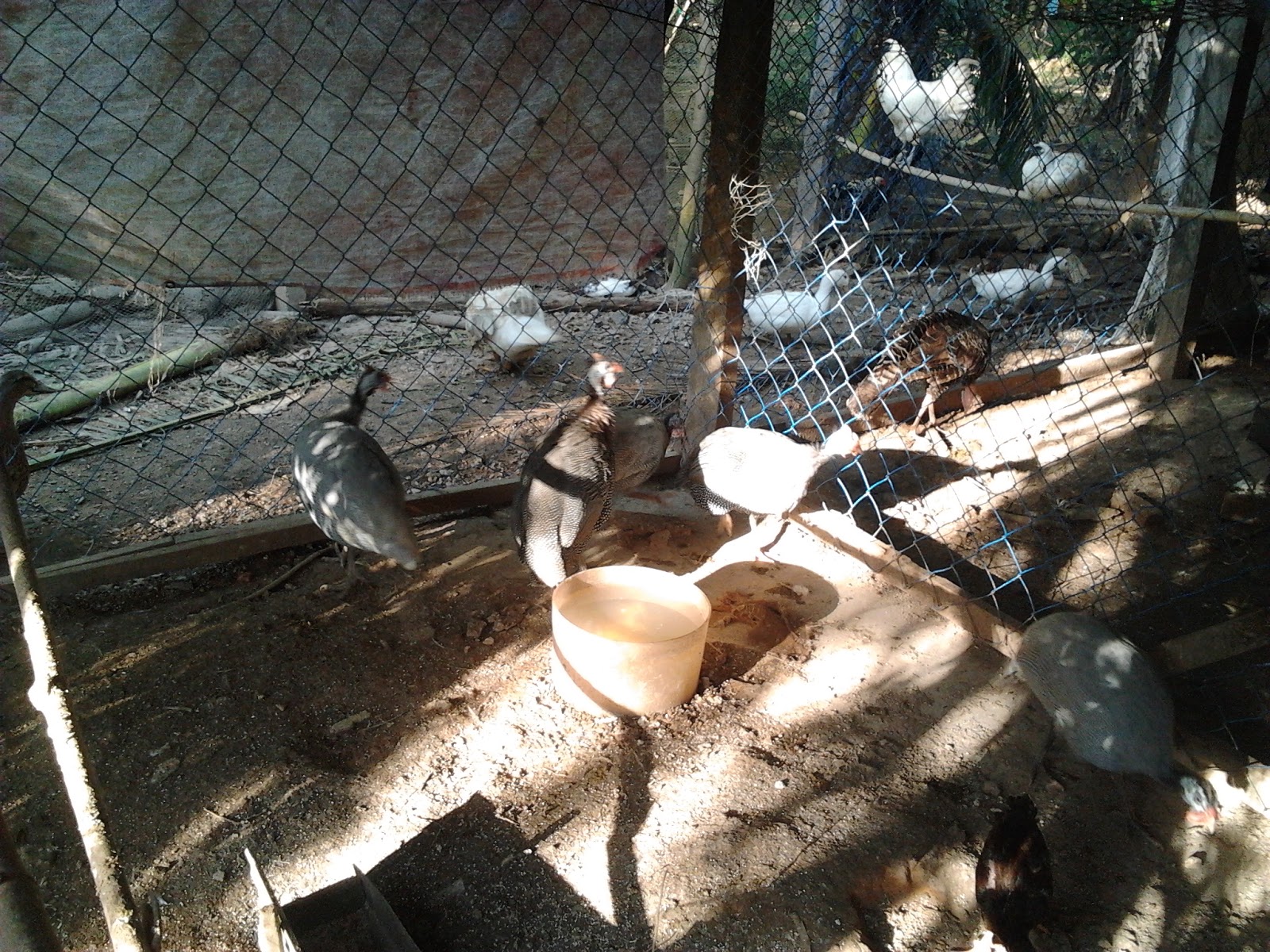 Penternakan Ayam  Kampung Asli Ori