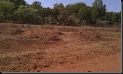 IMAG0141 (Small)