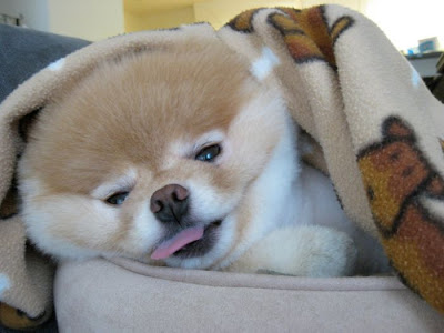 Meet Boo the Cutest Pomeranian Dog Seen On www.coolpicturegallery.us