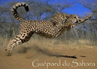 Guépard du Sahara