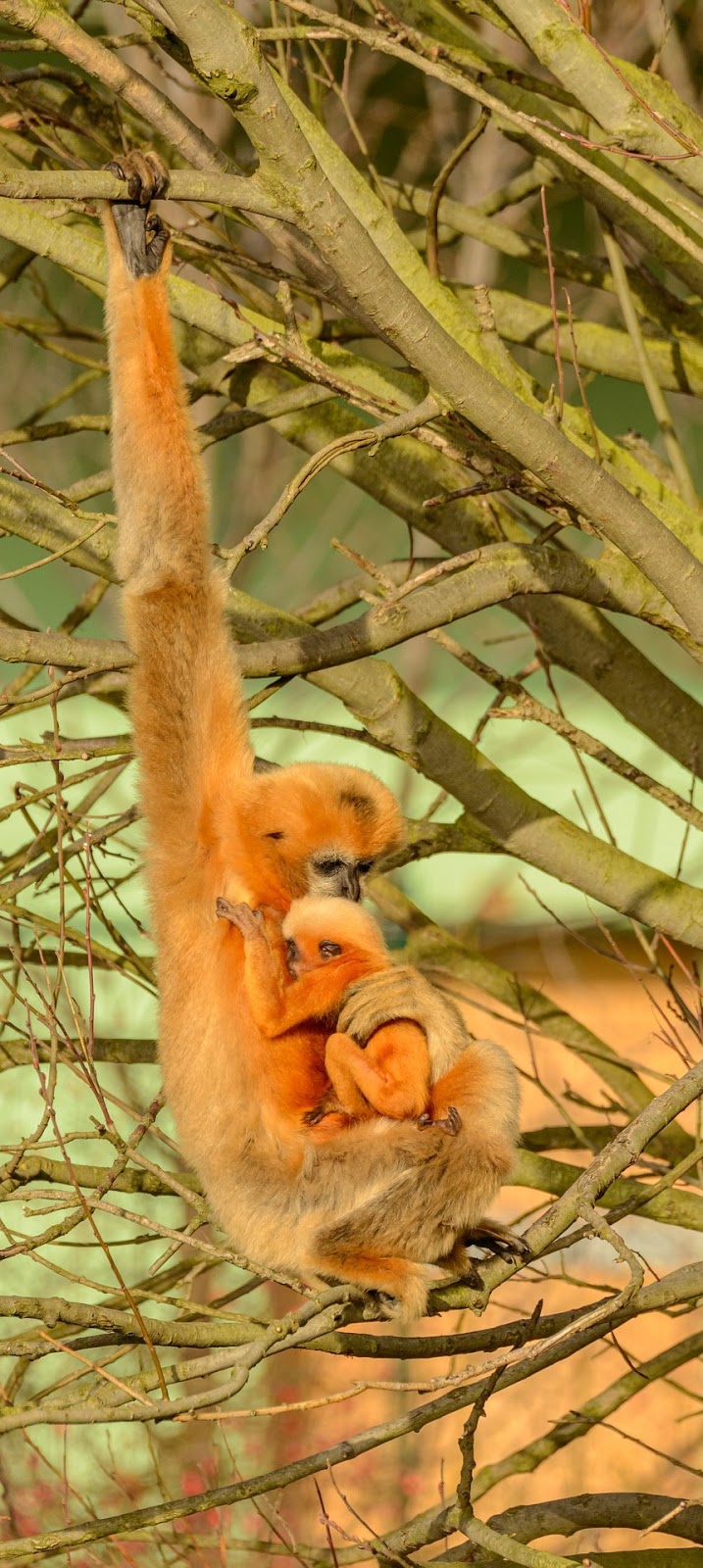 Gibbon mother and child embrace.