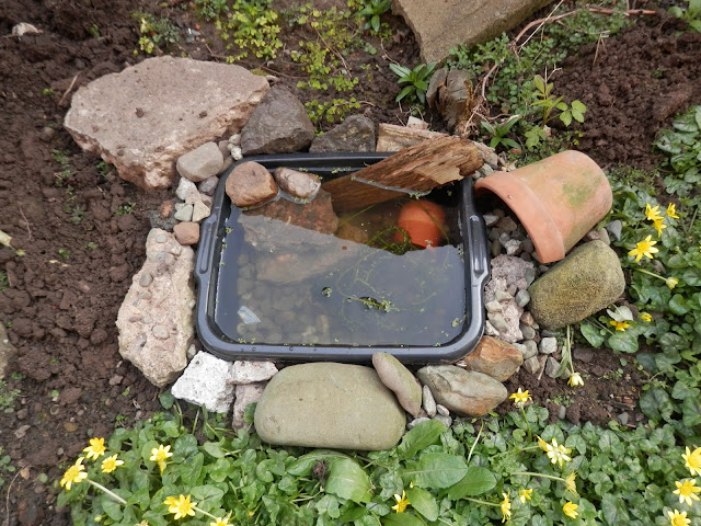 How I made my washing up bowl pond. By UK garden blogger secondhandsusie.blogspot.com #gardening #washingupbowlpond #minipond #suburbangarden #permaculturegarden #wildlifegarden