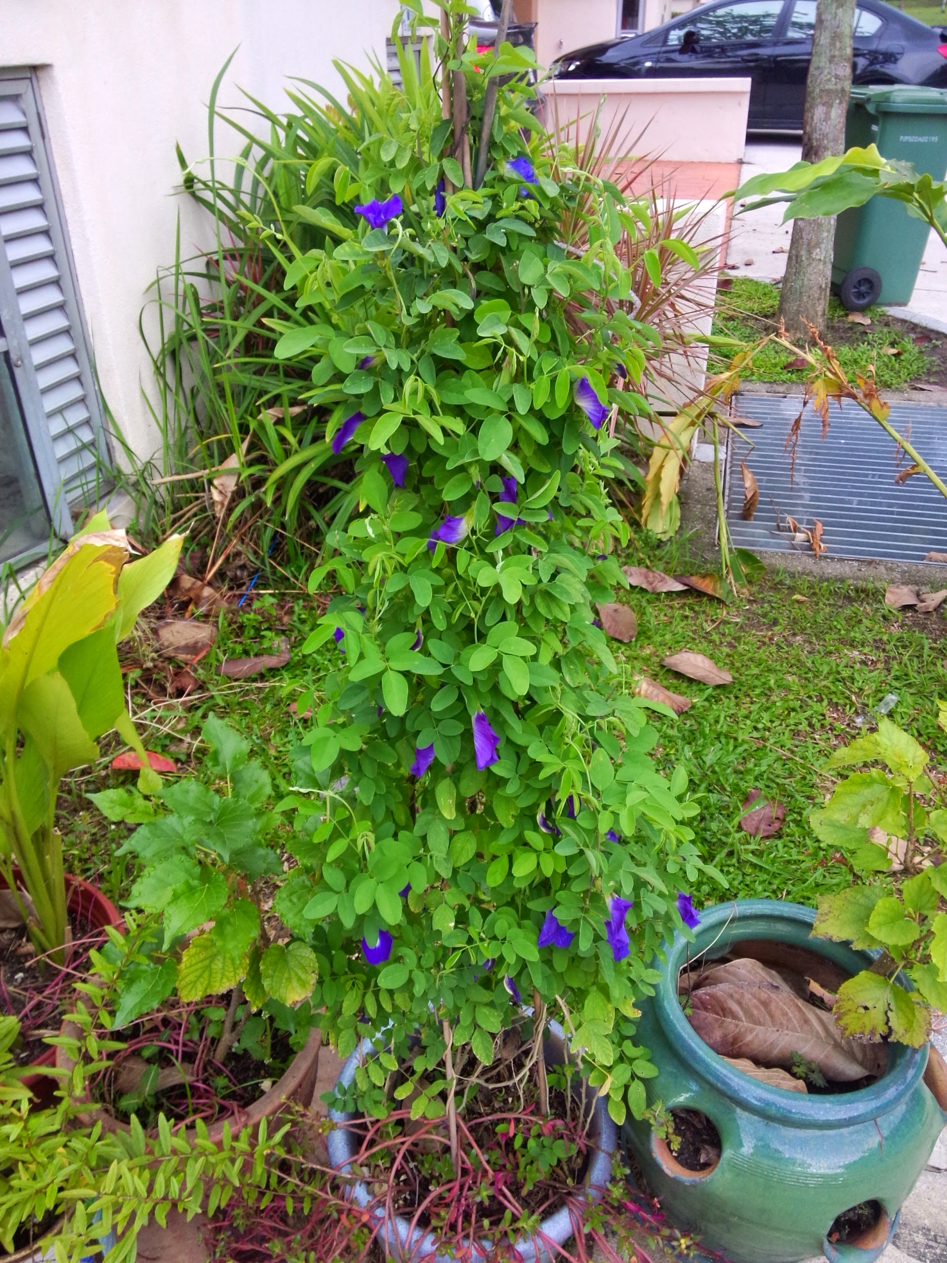 Kebun sejemput: Bunga Telang & Nasi Lemak Biru