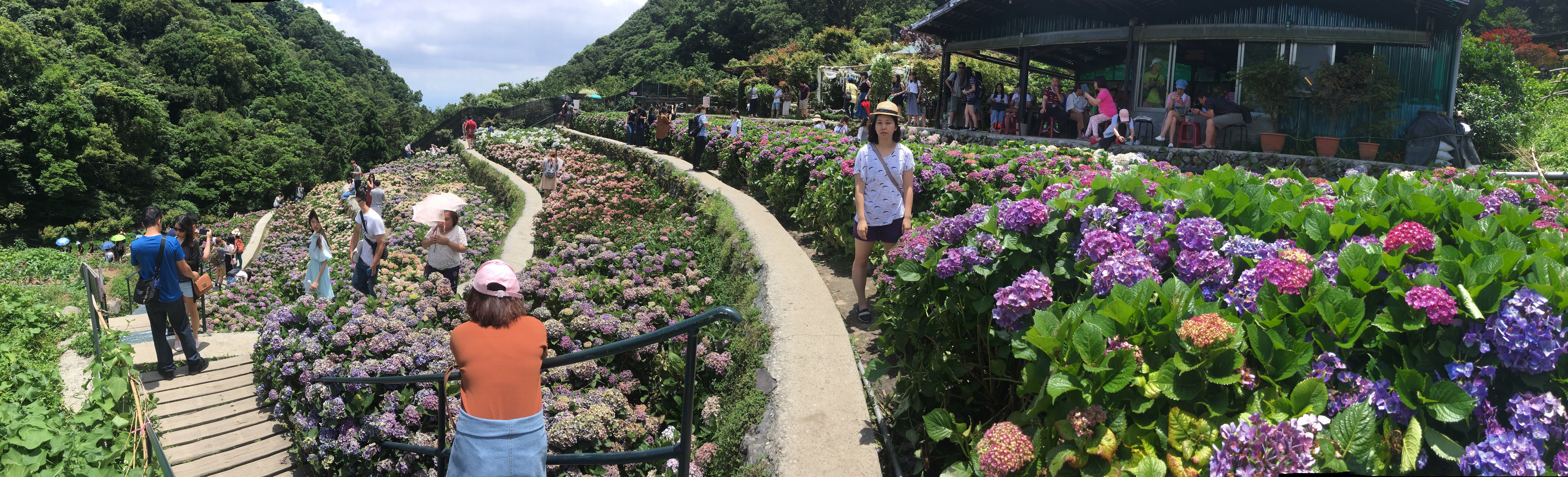 yang ming shan, hydrangea farm, zhuzihu, new Taipei, Taiwan