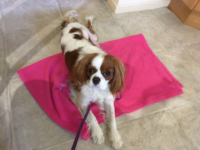 Ava brown and white Cavalier puppy lies across pink blanket, leash leading off photo