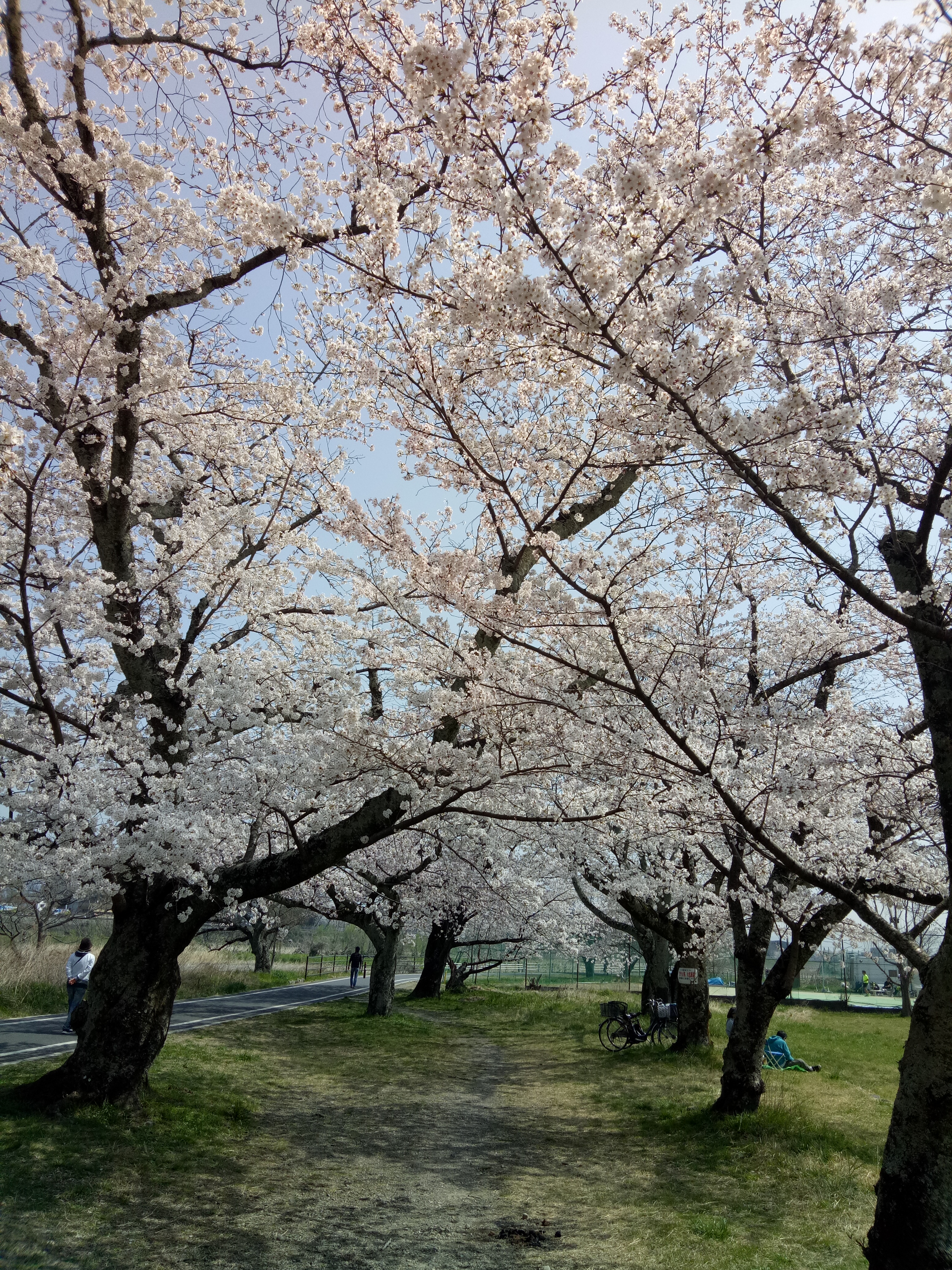 Travelog Japan, Spring: Kyoto