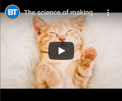 How to make your cat happy segment on Breakfast Television