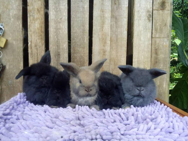 Peluang usaha ternak kelinci hias Holland Lop Indonesia