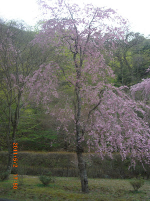 板室温泉 桜