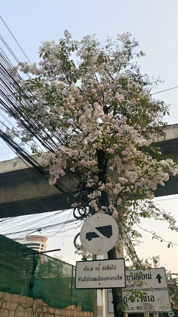 タイの桜