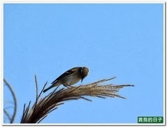 20131127_084144_0233_YehLiu