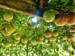 Markisa terhitung tumbuhan semak hidupnya menjalar panjang kuang lebih  Mengenal Buah Markisa Besar