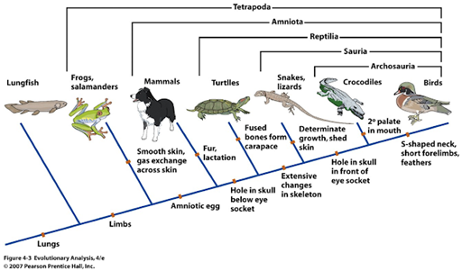 Dendrograma de los principales grupos de vertebrados, excluyendo a los mamíferos y parientes más cercanos a ellos que a los reptiles. Los grupos o clados son incluyentes, así las aves son un tipo de arcosaurio, y los arcosaurios son un tipo de reptil.