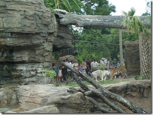 They also have a white Tiger.