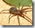 Arachnide