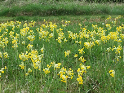 Cowslips at the Butterfly Park. Photo: Hilary Ash