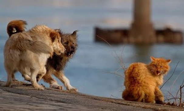 Brave Cat vs Dogs