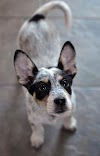 Blue heeler chihuahua mix Temperament, Size, Adoption, Lifespan, Price