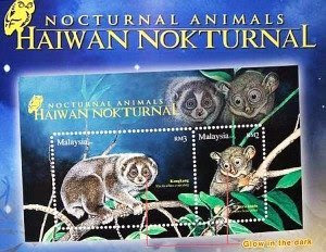 Nocturnal Animal