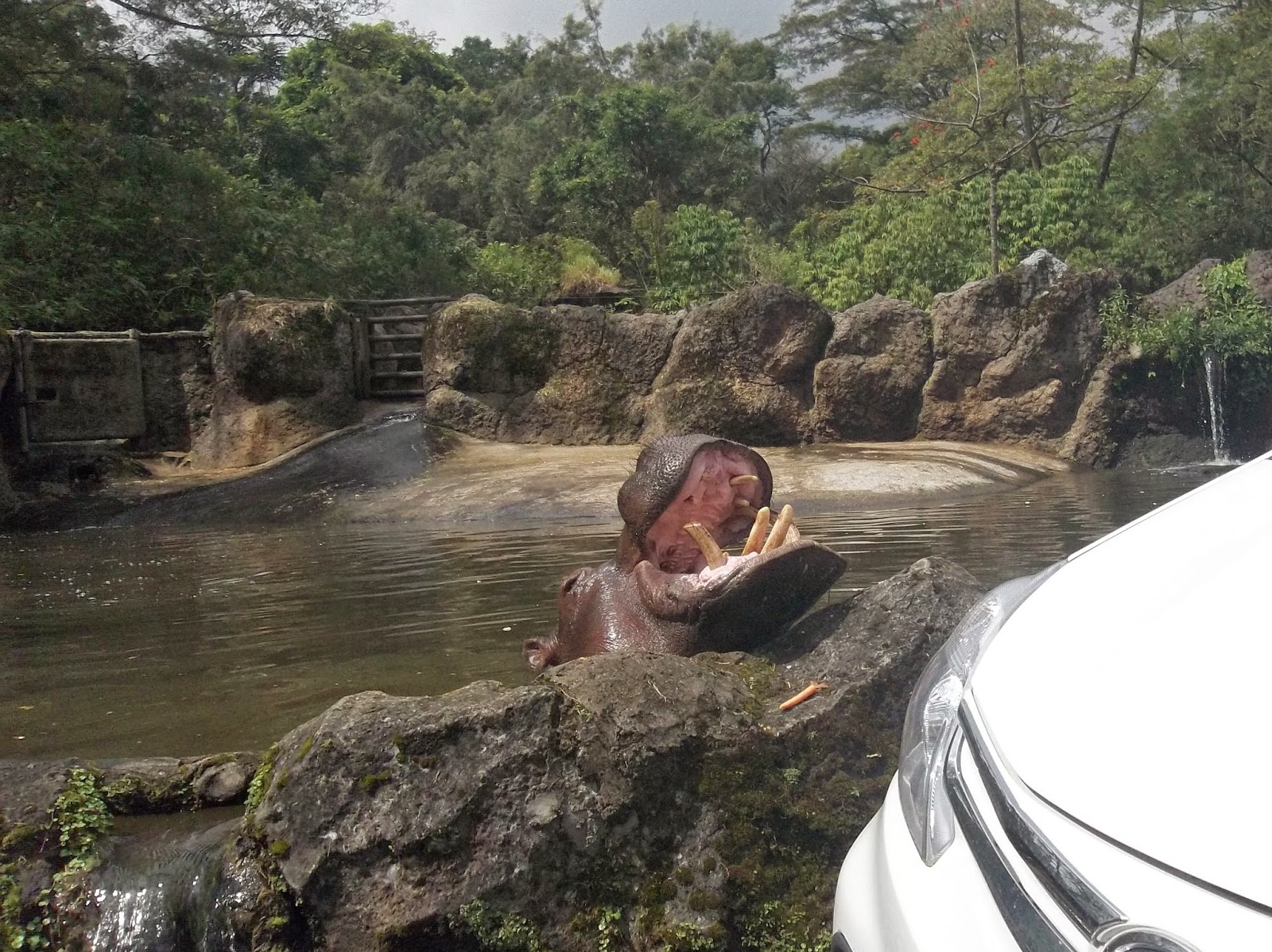 Kemana Kaki Melangkah Taman Safari Indonesia Cisarua Bogor