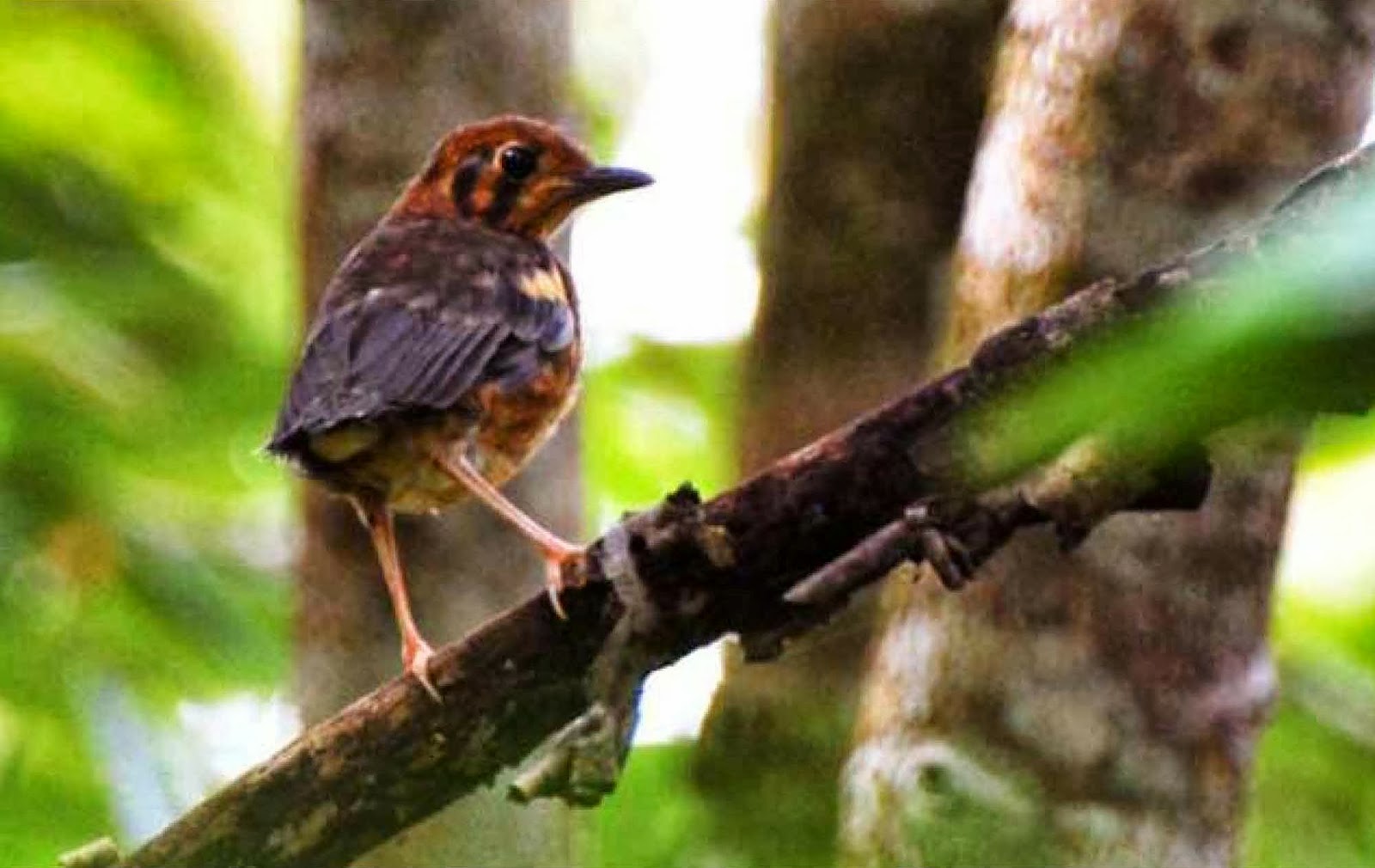  BURUNG  ANIS JENIS GAMBAR BURUNG  ANIS 2