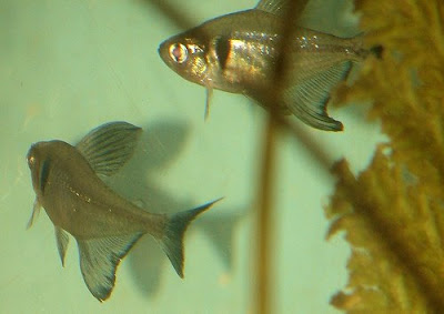 Black Phantom Tetra Pictures