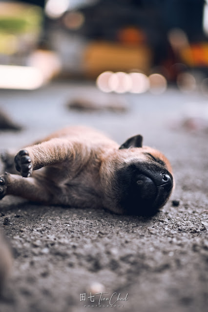 cute baby dog puppy with eyes closed and sleeping, shot with Nikon Z50 35mm