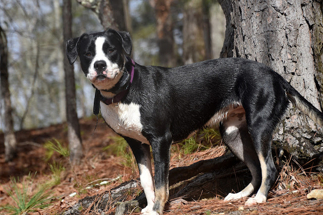 10-truly-american-dog-breeds