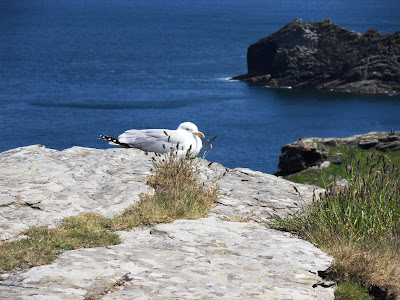 Seagull on Cornish cliffs