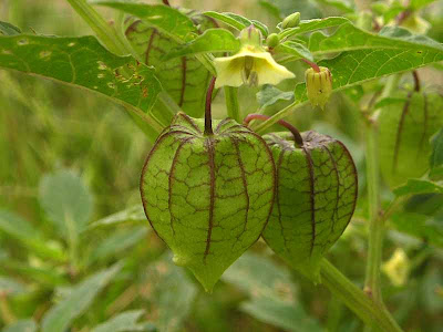 Manfaat Buah Ceplukan