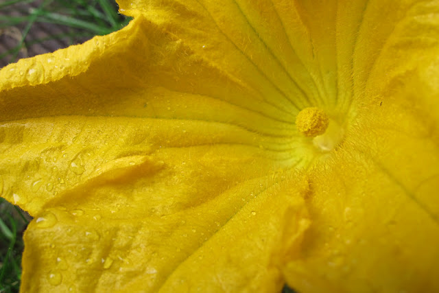 de mooiste foto's uit mijn tuin van juli 2012