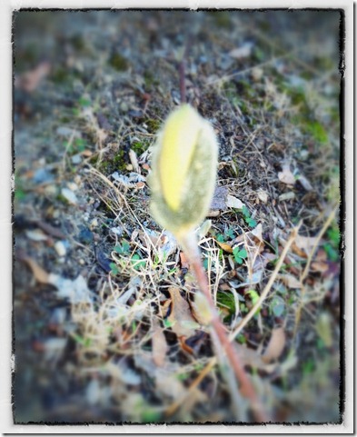 magnoliabud